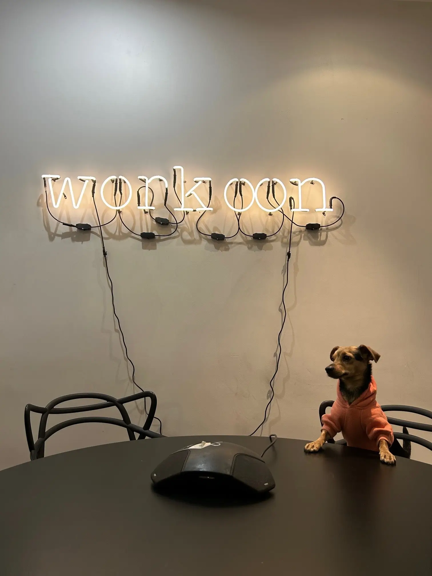 loi chiens au bureau