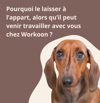 chien au travail - bureau dog-friendly